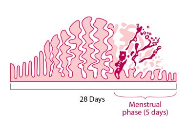 Menstrual cycle - Wikipedia