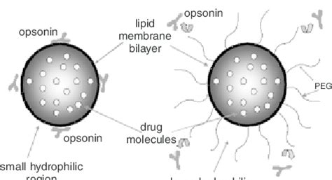 -Conventional liposomes (CL) and sterically stabilized (Stealth ® )... | Download Scientific Diagram