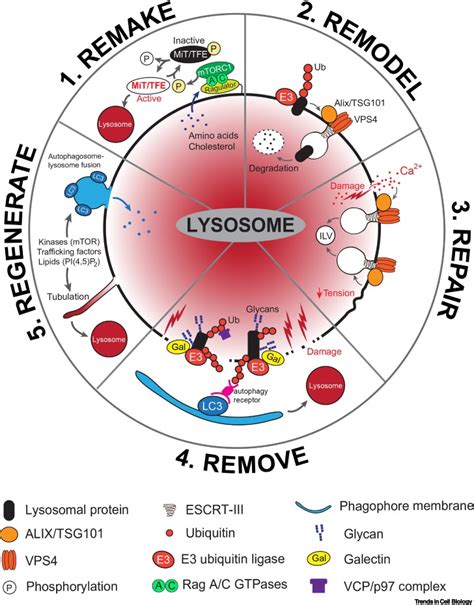 Built to last: lysosome remodeling and repair in health and disease ...