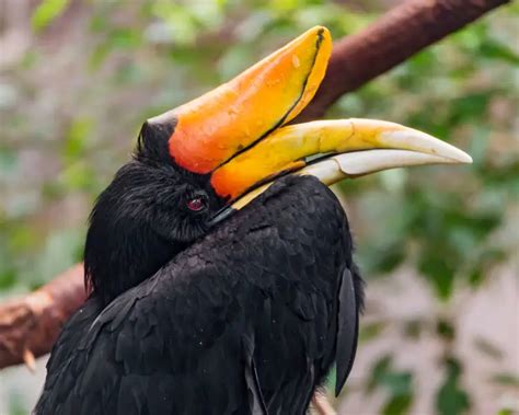 Rhinoceros Hornbill - Facts, Diet, Habitat & Pictures on Animalia.bio