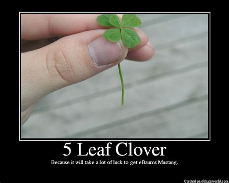 5 Leaf Clover - Picture | eBaum's World