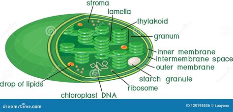 Chloroplasten Dna