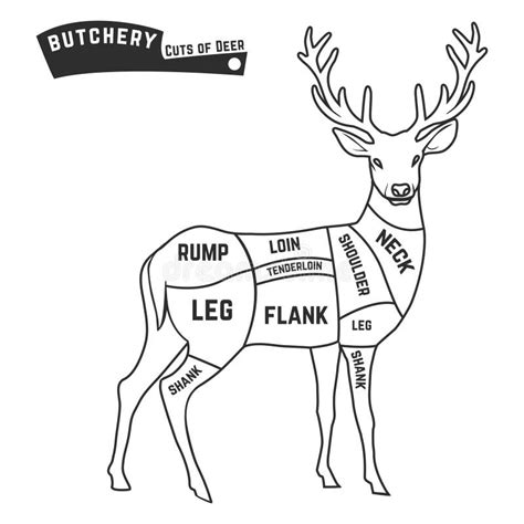 Deer Meat Cuts Stock Vector - Image: 52707188