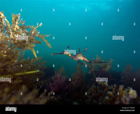 Weedy sea dragon hi-res stock photography and images - Alamy