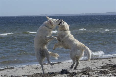 Emotional Impact of Golden Retriever Rehoming Explored - GoGolden Retriever