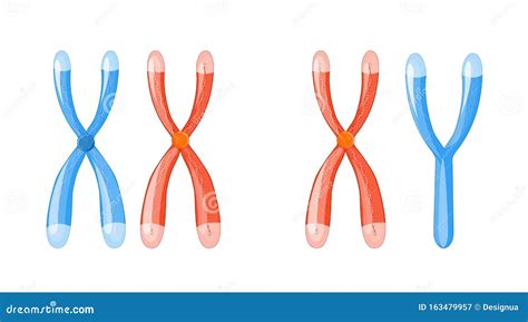 X and Y Chromosomes with Dna on a White Background Stock Vector ...