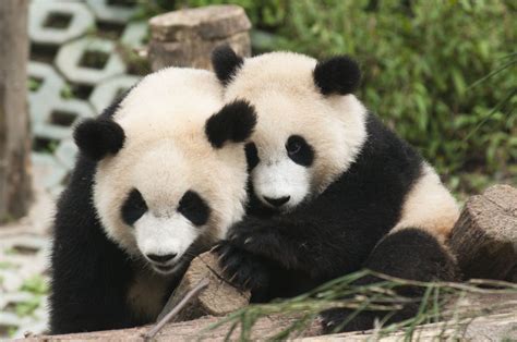 Panda Hug by Ryan Chow | 500px | Baby panda pictures, Panda hug, Baby panda