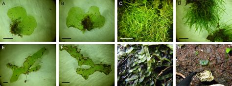 Examples of fern gametophytes identified using DNA barcoding (Nitta et... | Download Scientific ...