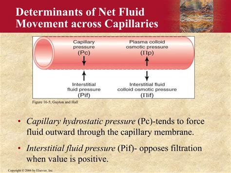 PPT - The Microcirculation PowerPoint Presentation - ID:1731131