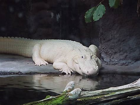 Albino Crocodile