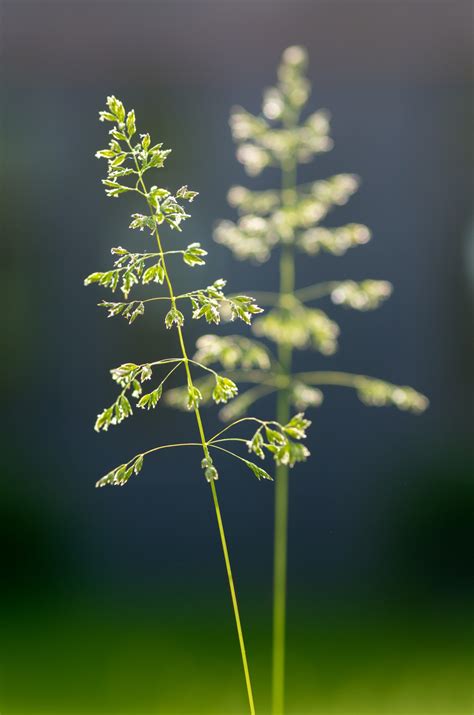 Free Images : branch, spring, color, flora, twig, sage, macro photography, ppt backgrounds ...