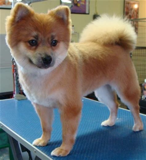 Top 6 Best Pomeranian Haircut Styles – The Paws | Pomeranian haircut, Cute pomeranian, Cat problems