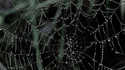 Spider Web Wallpapers 32 Top Free Spider Web Photos For Desktop | O que é composição, Especies ...