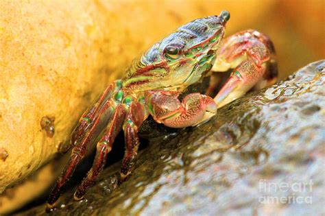 Rainbow Crab Colors Photograph by Adam Jewell