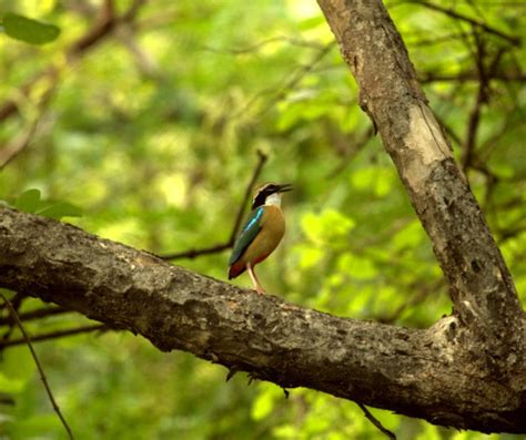 Roaring Wonders: Exploring the Wildlife Diversity in Sariska National Park - Sariska Manor