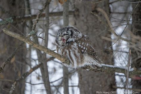 Dinner with Two of America's Top Naturalists! (and a Boreal Owl) - 365 Days of Birds