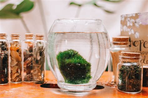 Marimo Moss Balls