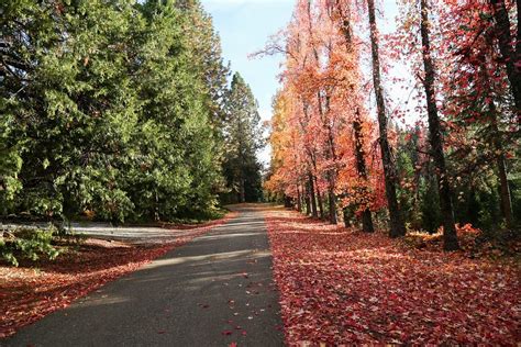 Autumn Leaves Street · Free photo on Pixabay