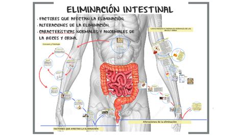 ELIMINACION INTESTINAL by Romeo Barrientos on Prezi