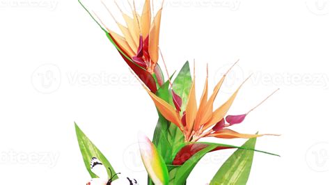 bird of paradise flower png transparent background 29719969 PNG