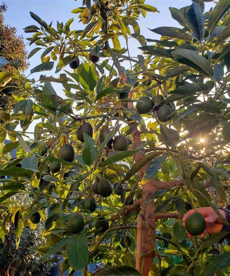 How to Grow Avocados: Tree Varieties, Climate, Planting & Care ~ Homestead and Chill