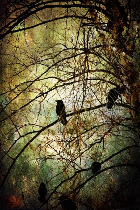 Crows are said in European and Native American folklore to be messengers from our loved ones on ...