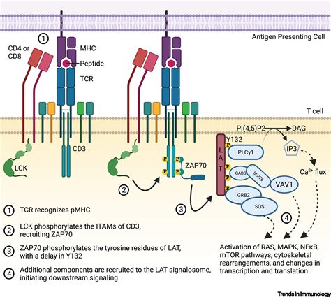 Staggered starts in the race to T cell activation: Trends in Immunology