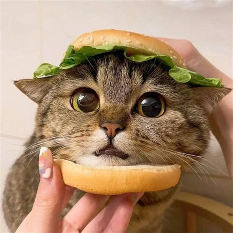 a cat is eating a hamburger with lettuce on it's head while being held up to its face