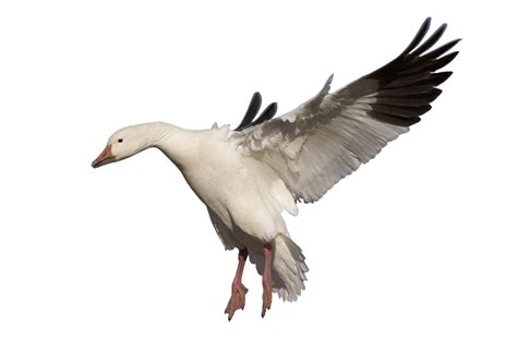 Goose PNG Images Transparent Free Download