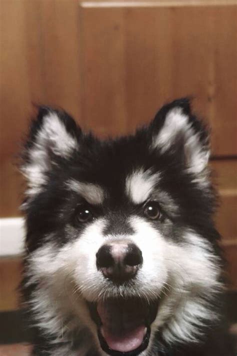 12 Best Brushes for a Alaskan Malamute! | Alaskan malamute, Malamute, Alaskan