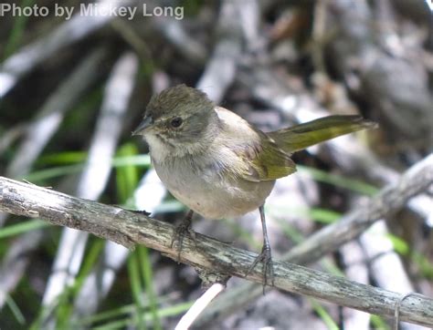 Green-tailed Towhee - East Cascades Audubon Society