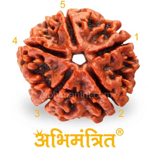 5 Mukhi Rudraksha Certified | 100% Original Best Price online in India - Abhimantrit.com