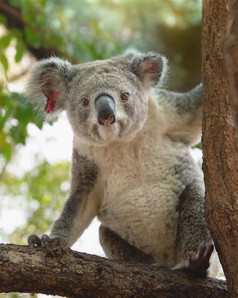 Animals In Australia Zoo