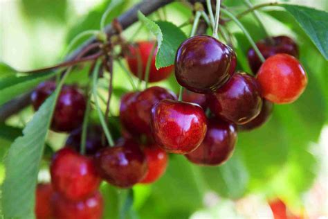 Dwarf Morello Cherry | PlantNet® Australia