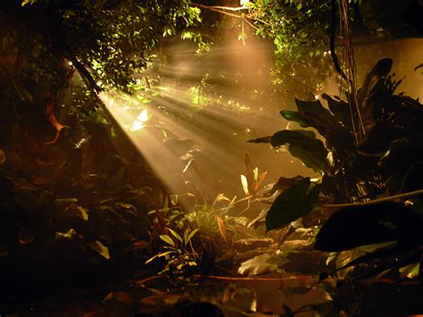 Rainforest Sunrise | www.archive.org/download/SoundOfTheRain… | Flickr