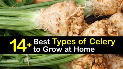 14+ Best Types of Celery to Grow in Your Garden