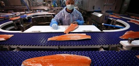 Canada Launches New Risk Assessment for AquaBounty GMO Salmon