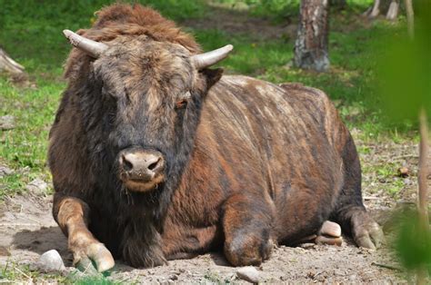 'Zubron' Hybrid at Rezerwat Pokazowy Żubrów, Białowieża 07/05/19 - ZooChat