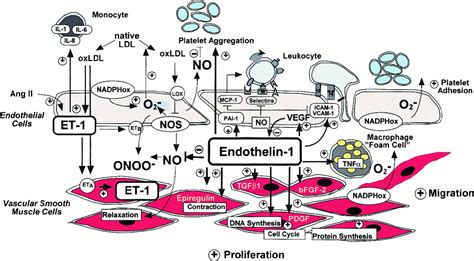 Endothelins and Endothelin Receptor Antagonists | Circulation