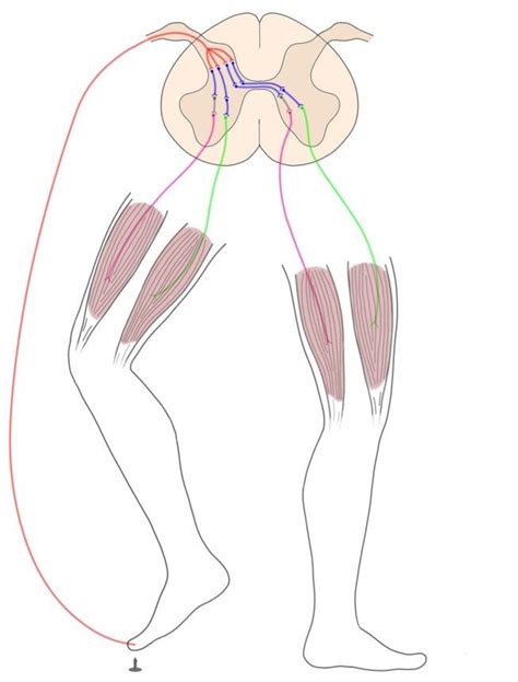 2-Minute Neuroscience: Withdrawal Reflex