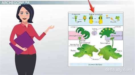 Archegonium & Antheridium | Definition, Structure & Function - Lesson ...