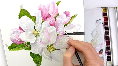 How to paint realistic apple blossom in watercolour with Anna Mason - YouTube