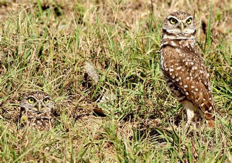 Joan and Dan's Birding Blog: Florida Burrowing Owl