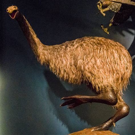 Discover Why the Moa Bird Went Extinct - A-Z Animals