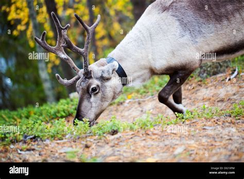 Artiodactylea hi-res stock photography and images - Alamy
