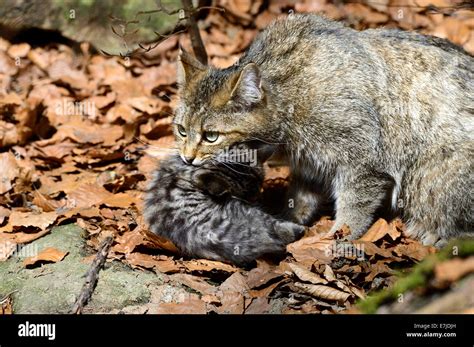 Wildcat, animal, predatory game, predator, predators, small cats, cats ...