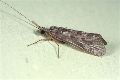 Caddisfly - BugGuide.Net