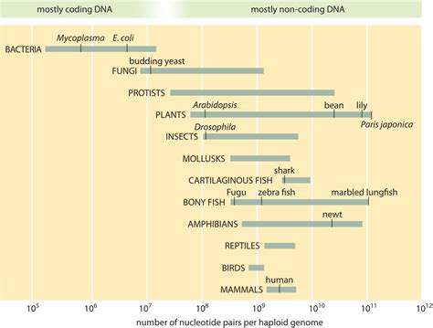 The relevant scales of cellular biophysics · neherlab@biozentrum