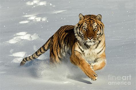 Siberian Tiger Running in the Snow Photograph by Tibor Vari - Fine Art America