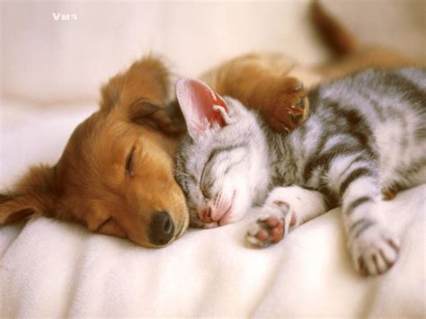 Image Gallery kitten puppy wallpaper